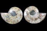 Cut & Polished Ammonite Fossil - Agatized #79711-1